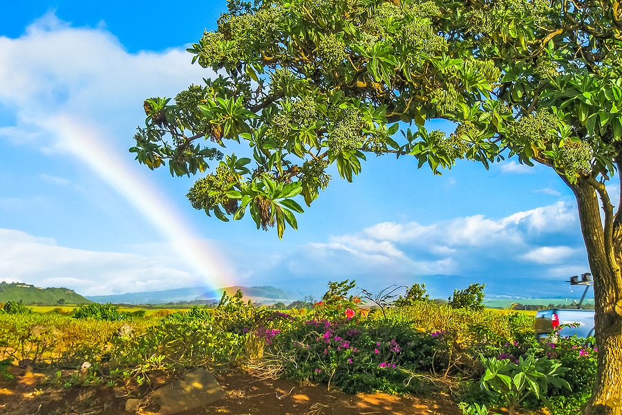 Maui in the Spring (4 Reasons To Visit)